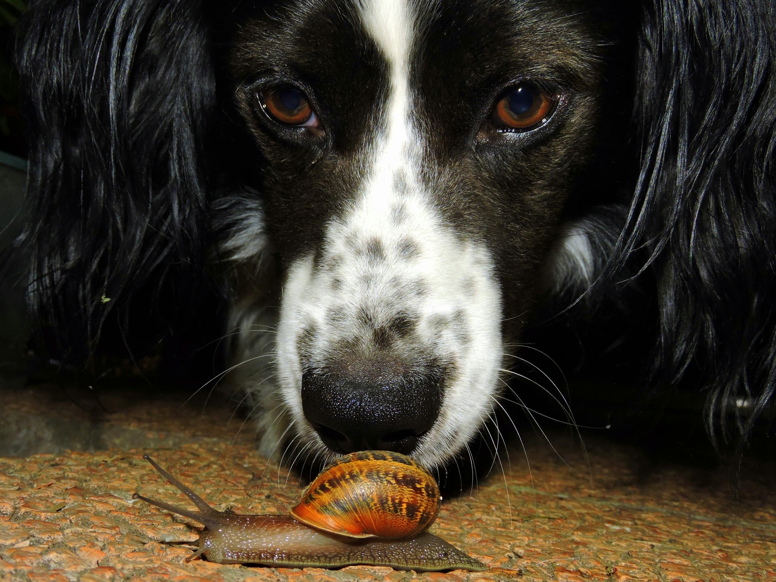 dog nose ricerca e soccorso