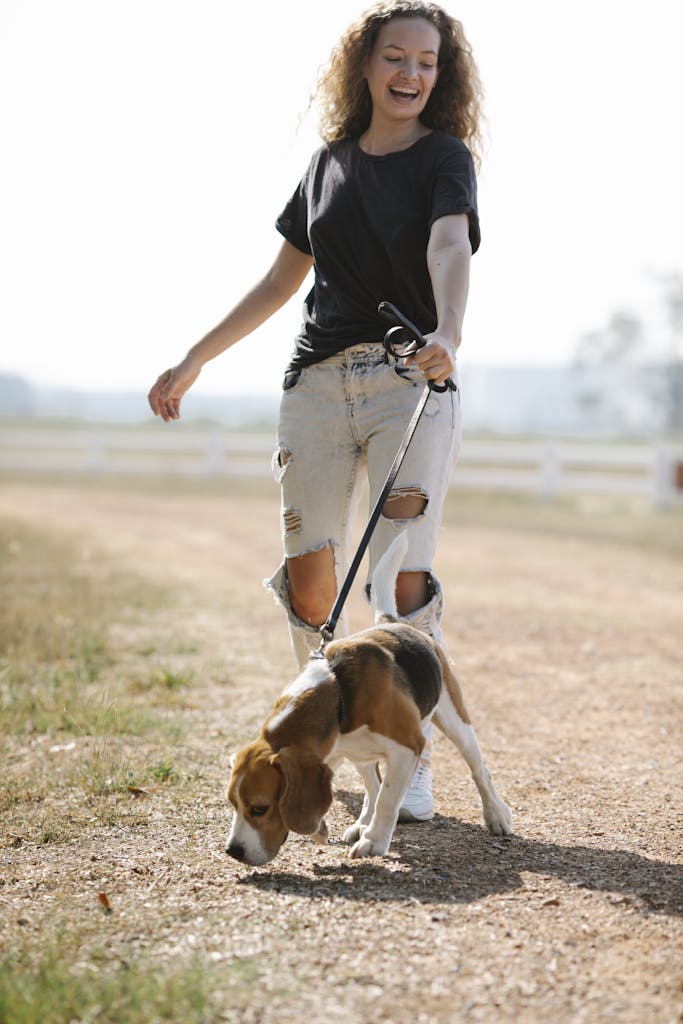 Full body delighted young female with curly hair laughing while strolling with Beagle dog smelling ground on countryside road